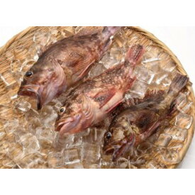 楽天市場 カサゴ その他水産物 魚介類 水産加工品 食品の通販 楽天市場 カサゴ その他水産物 魚介類 水産加工品 食品の通販
