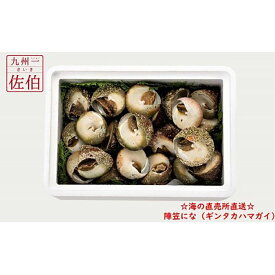 楽天市場 貝 ニナ貝の通販