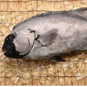 魚 イシダイ 魚の人気商品 通販 価格比較 価格 Com