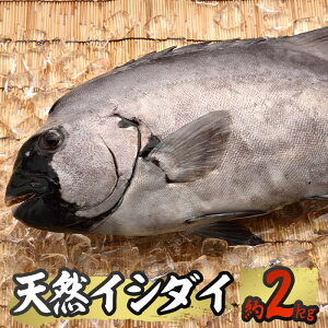 魚 イシダイ 魚の人気商品 通販 価格比較 価格 Com