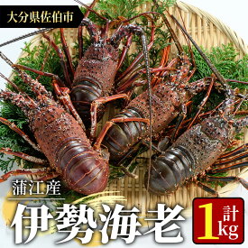 【ふるさと納税】＜期間限定＞大分県産 伊勢海老 (計1kg・約2～5尾) エビ えび 刺身 魚介 海鮮 BBQ 国産 味噌汁【AS128】【海べ (株)】