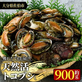 【ふるさと納税】天然 トコブシ (約900g) 鮮魚 魚介 貝 トコブシ とこぶし 酒蒸し 網焼き バター焼き バーベキュー 獲れたて 冷蔵 海の直売所 大分県 佐伯市【AS82】【海べ (株)】