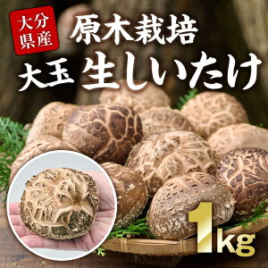 yӂ邳Ɣ[Łz؍͔|̑ʐi1kgjBY 啪Y Y  ő ő VC^P   VC^P ؂ syFR03zy̒őz