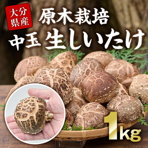 yӂ邳Ɣ[Łz؍͔|̒ʐi1kgjBY 啪Y Y  ő ő VC^P   VC^P ؂ syFR04zy̒őz