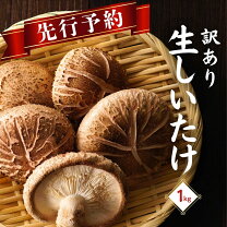 楽天市場】菌床 椎茸の通販