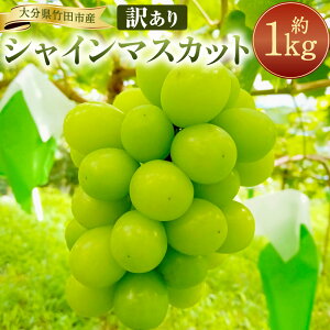 yӂ邳Ɣ[Łzy2025Nxs\zyʌzKiO󂠂VC}XJbg 1kg 2`4[ Ԃǂ uhE  }XJbg t[c ʎ ʕ t[c Y 󂠂 啪 |cs 