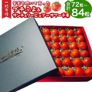 yӂ邳Ɣ[Łz y𒮂Ĉ ~jg}g 2i  /  BOX (v`Ղ3042 / T`F[sA  T}[ 42) v`g}g g}g Ƃ܂  ₳ T_ 