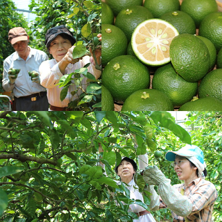 楽天市場 ふるさと納税 予約 さわやかな 果汁たっぷり 竹田かぼす 2kg 25玉前後 露地栽培 大分 竹田市 かぼす カボス 野菜 料理 送料無料 大分県竹田市 楽天市場 ふるさと納税 予約 さわやかな 果汁たっぷり 竹田かぼす 2kg 25玉前後 露地栽培 大分 竹田市 かぼす カボス 野菜 料理 送料無料 大分県竹田市
