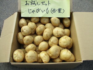 yӂ邳Ɣ[ŁzL@JAS Ⴊ 10kg 󂠂 S`L TCY s\ ӂ邳Ɣ[ 