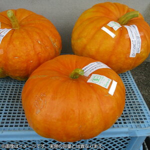 yӂ邳Ɣ[Łzs\ L@͔| nEBJ{` 4kg 1`2x L@JAS Y nEB pvL Halloween 