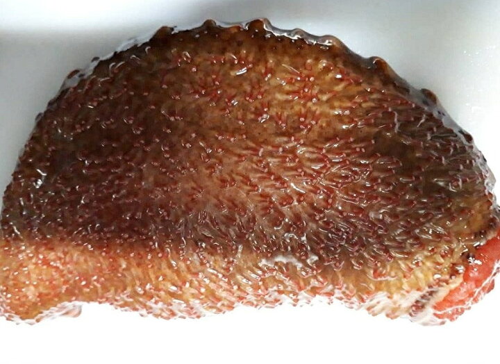 楽天市場 ふるさと納税 修福丸ん 赤 青 ナマコ の 食べ比べ 各2袋 なまこ 赤なまこ 青なまこ 海鼠 産地直送 先行予約 大分県豊後高田市