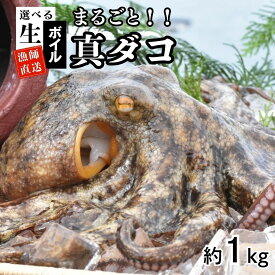 【ふるさと納税】たこ 真ダコ 選べる仕様【生／ボイル】 1kg 丸ごと 1~4匹 船上活締め！！下処理済 たこ 真空パック 新鮮 マダコ 冷凍 真蛸 なま 活き締め 国産 おつまみ たこ焼き 唐揚げ サラダ タコ飯 魚介 海鮮 シーフード まるごと ふるさと納税 送料無料