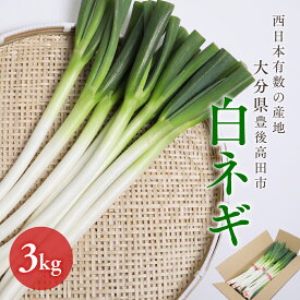 【ふるさと納税】先行予約 産地直送 ネギ 3kg 新鮮 ねぎ 野菜 長ネギ 白ネギ 西日本有数の産地で育った 長ねぎ 白ねぎ 葱 九州 鍋 大分県産 ふるさと納税 送料無料