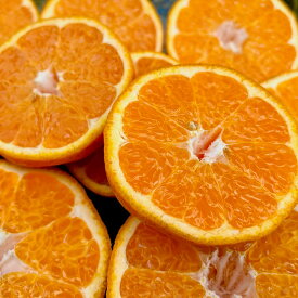 【ふるさと納税】 【訳あり品】リトルフルーツファームのはるみ 約2kg 訳あり みかん 柑橘類 2kg 先行予約 2月 3月 はるみ フルーツ 果物 ＜116-031＞