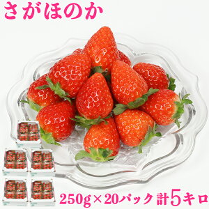 【ふるさと納税】さがほのか 約5kg(約250g×20パック)/ いちご 5kg 先行予約 1月 2月 フルーツ 苺 <133-004>