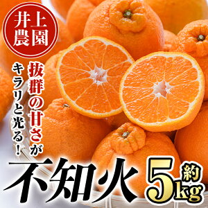 yӂ邳Ɣ[Łz121stJnA3ȍ~YnII啪FsY sm(5kg)݂ ~J  k ʂ t[c ʕ  ʎ Yy103600600zy_