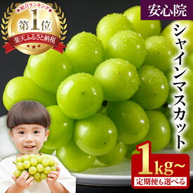 【ふるさと納税】2026年 先行予約 大粒 シャインマスカット 1kg以上(2房) / 2kg以上(3~5房) ＜2026年8月下旬から順次発送予定＞ フルーツ 果物 くだもの マスカット ぶどう【106300101】【大分県農業協同組合 北部エリア】