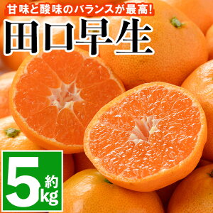 【ふるさと納税】<先行予約受付中!2025年11月中旬より順次発送予定> みかん 田口早生(約5kg・補償分0.3kg)みかん ミカン 蜜柑 柑橘 フルーツ 果物 くだもの 果実 高橋農園 【109800200】【高橋