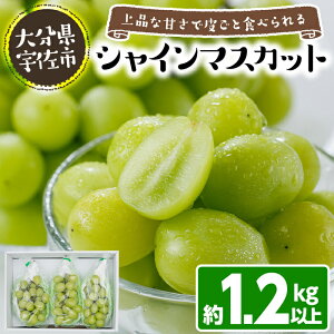 yӂ邳Ɣ[Łzʌ聄VC}XJbg (1.2kg) VC}XJbg  Ԃǂ t[c ʕ  ʎy115800100zy啪_Yz