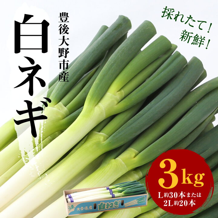 楽天市場 ふるさと納税 豊後大野市産 白ネギ 3kg L30本または2l本 ねぎ 白ねぎ 野菜 ネギ 贈答 ギフト お裾分け 冷蔵 九州産 大分県 送料無料 大分県豊後大野市