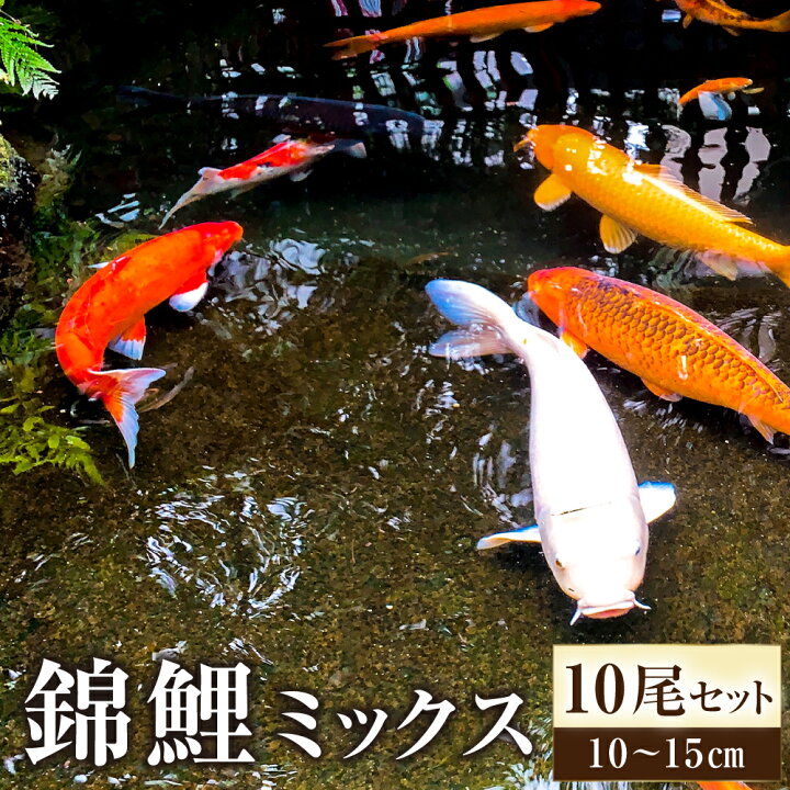 楽天市場】【ふるさと納税】【指定日必須】 rk-koi産 錦鯉 ミックス 10 