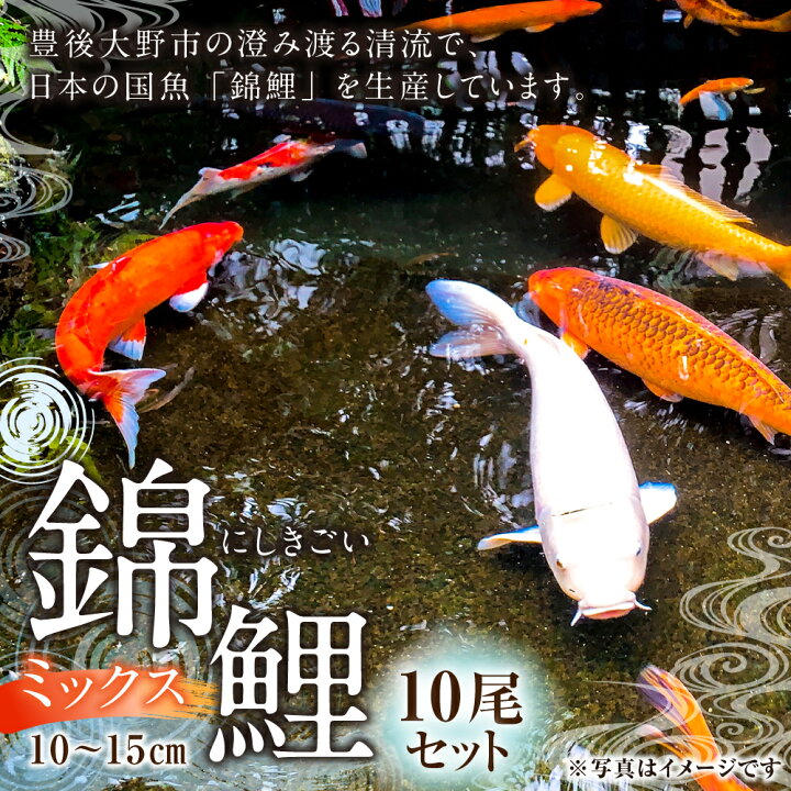 楽天市場】【ふるさと納税】【指定日必須】 rk-koi産 錦鯉 ミックス 10 