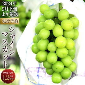 【ふるさと納税】【先行予約】シャインマスカット 2房 合計1.2kg 1房600g 糖度20度以上 種なし セット ぶどう 果物 フルーツ ギフト 贈り物 大分県産 豊後大野市産 九州産 国産 冷蔵 送料無料【2024年9月下旬より順次発送予定】