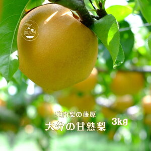 yӂ邳Ɣ[Łzy3kgz̓@y݃ZNg@㊮n_ƒ@啪RzsYi@8{甭̓ | Ԍ ʌ Gߌ ʕ t[c  K