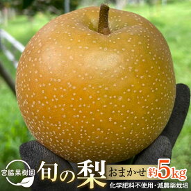 【ふるさと納税】【2026年8月下旬以降より発送】旬の梨おまかせ約5kg・6-14玉（自家製有機肥料・減農薬・化学肥料無使用） | 梨 5kg 由布院 湯布院 由布市 大分県 九州 フルーツ 果物 お取り寄せ 国産 送料無料 ゆふいん おすすめ