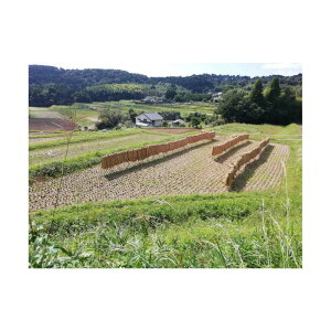 yӂ邳Ɣ[Łzy_Ew엿sgpzňb݂Ղ󂯂 邿ā@qmqJiāj5kg | ʌ Ԕ  qmqJ S  _ƒ _ƃXg z