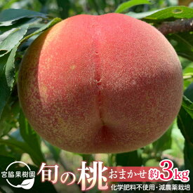 【ふるさと納税】【2026年8月中旬以降より発送】旬の桃おまかせ約3kg・5～8玉（自家製有機肥料・減農薬・化学肥料無使用） | 果物 くだもの フルーツ 先行予約 川中島白桃 黄桃 西王母 あかつき momo 大分 お取り寄せ 人気 おすすめ 数量限定 期間限定 発送時期 8月 9月