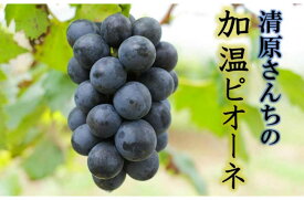 【ふるさと納税】先行予約 ピオーネ 2kg 令和7年発送 ぶどう 加温ピオーネ ニューピオーネ 種なしピオーネ 果物 フルーツ 甘い 爽やか 食べやすい 清原さんち ギフト 贈り物 お取り寄せ グルメ 送料無料
