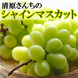 【ふるさと納税】【先行予約】令和7年発送 / 清原さんちの シャインマスカット 1.5kg