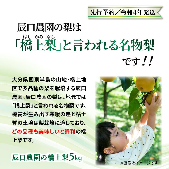 楽天市場 ふるさと納税 先行予約 令和4年発送 辰口農園の橋上梨5kg 品種 愛宕 新雪 大分県国東市