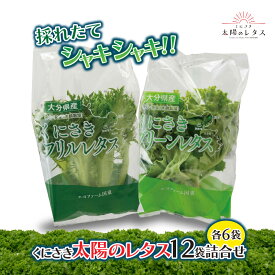 【ふるさと納税】採れたてシャキシャキ!!くにさき太陽のレタス12袋詰合せ_1183R