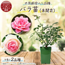 【ふるさと納税】『おおがファーム』店長おすすめ　世界殿堂入りのバラ苗2品種(7号鉢)(未開花)【1085906】