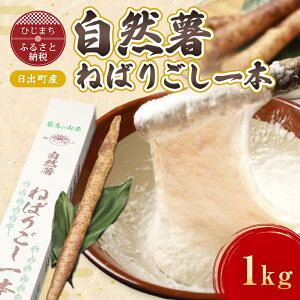 yӂ邳Ɣ[ŁzyʌzoYRu˂΂育{v (1kg)y1134765z