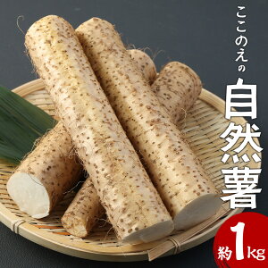 �y�ӂ邳�Ɣ[�Łz�����̂��̎��R�� ��1kg ���R�� ���˂񂶂� ���}�m�C�� �R�� ���}�C�� ��܂��� �� ���� �V�N ���{���s ���Y ��B�Y �啪���Y �Ƃ��` �Ƃ�낲�� ���D�ݏĂ� �V�Ղ� ���X�`