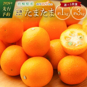 yӂ邳Ɣ[Łzs\ {茧Y n񂩂u܂܁v1kg`3kg x16xȏ uh  k ʕ  t[c 2026N