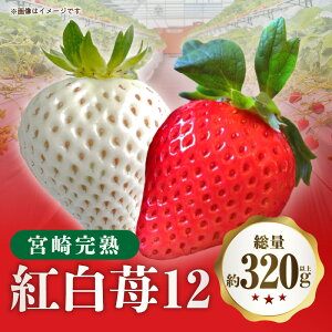 yӂ邳Ɣ[Łzs2026Ns\tyʁEԌz{芮ng12  n g  Vg Ԃ  ʕ t[c fU[g XC[c Xg