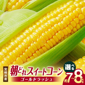 【ふるさと納税】《2026年発送 先行予約》【選べる内容量】【数量・期間限定】宮崎市産朝どれスイートコーン（ゴールドラッシュ）とうもろこし コーン 野菜 新鮮 甘い おいしい 産地直送 高糖度 グルメ お取り寄せ おすすめ 冷蔵 宮崎県産 宮崎県 宮崎市 送料無料