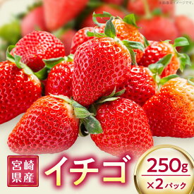 【ふるさと納税】《2026年発送 先行予約》【数量・期間限定】宮崎県産イチゴ 250g×2パック 果物 フルーツ 果実 果肉 青果物 農産物 デザート スイーツ ご褒美 おすそ分け パック 小分け おすすめ グルメ お取り寄せ 旬 季節 旬の果物 季節の果物 宮崎県 宮崎市 送料無料
