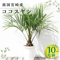 楽天市場】ココスヤシ 地植えの通販