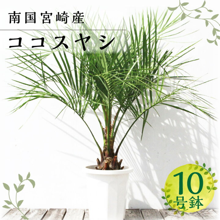 楽天市場】【ふるさと納税】南国宮崎産 ココスヤシ 10号鉢 シンボル 