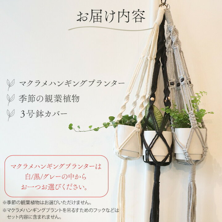 楽天市場】【ふるさと納税】季節の観葉植物と3色から選べるマクラメ 