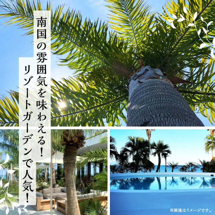 楽天市場】【ふるさと納税】南国宮崎産 ココスヤシ 10号鉢 シンボル 