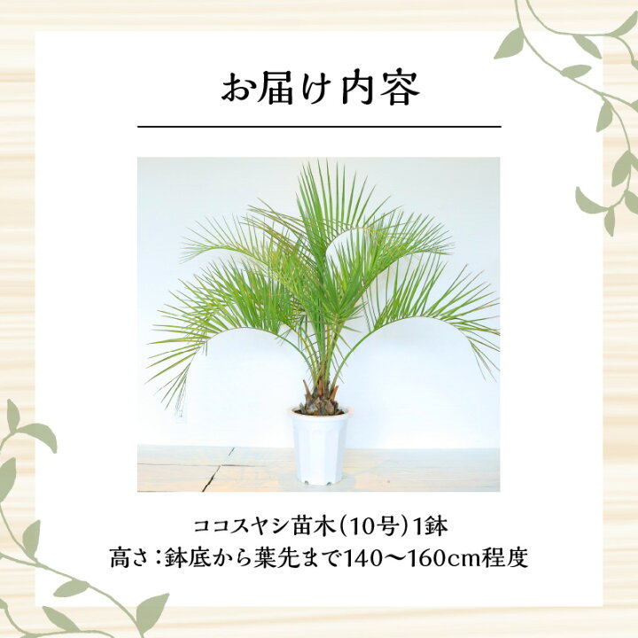 楽天市場】【ふるさと納税】南国宮崎産 ココスヤシ 大 10号鉢 観葉植物 