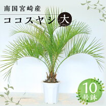 楽天市場】ココスヤシ 大の通販
