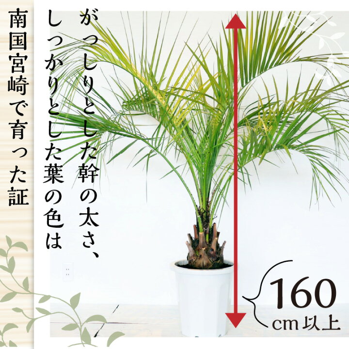 楽天市場】【ふるさと納税】南国宮崎産 ココスヤシ 特大 12号鉢 観葉 