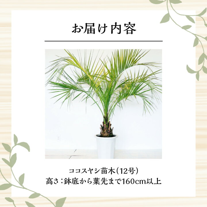 楽天市場】【ふるさと納税】南国宮崎産 ココスヤシ 特大 12号鉢 観葉 